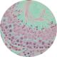Human Testis  T.S-(ELS-BB0062)