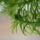 Pond Weed Egeria Densa-(ELS-BB1500)