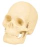 Model Human Skull - 2 Parts-EIS-AM0126