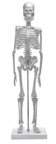 Human Skeleton Model - 45 cm-EIS-AM0130B