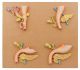 Abdominal Foregut Organ Development Set of 4-EIS-AM16070