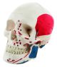 Bones, Human, SKull, Life Size, Painted Musculature, Model (Muscle Painted)-EIS-AMCH1010AS