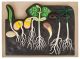 Model Germination-EIS-BM0047