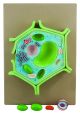 Model Plant Cell, separated in 4 parts-EIS-BM0114