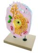 Model Animal Cell-EIS-ZM0003A