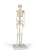 3B Mini Skeleton-(ELS-SE1000039)