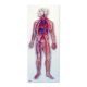 3B Human Circulatory System-(ELS-SE1000276)