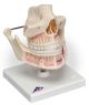 3B Human Upper and Lower Jaw-(ELS-SE1001247)
