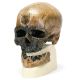 Replica Homo Sapiens Skull-(ELS-SE1001295)