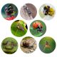 Minibeast Treasure Hunt