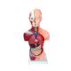 Half Sized Human Anatomical Torso with 11 Removable Pieces